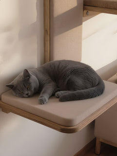 Gatto British Shorthair blu che dorme sul cuscino in feltro di lana Sabbia, gradino ALTANA in betulla multistrato